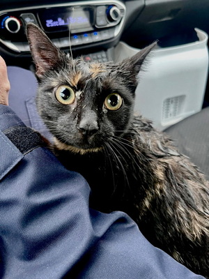 Obraz przedstawiający kota